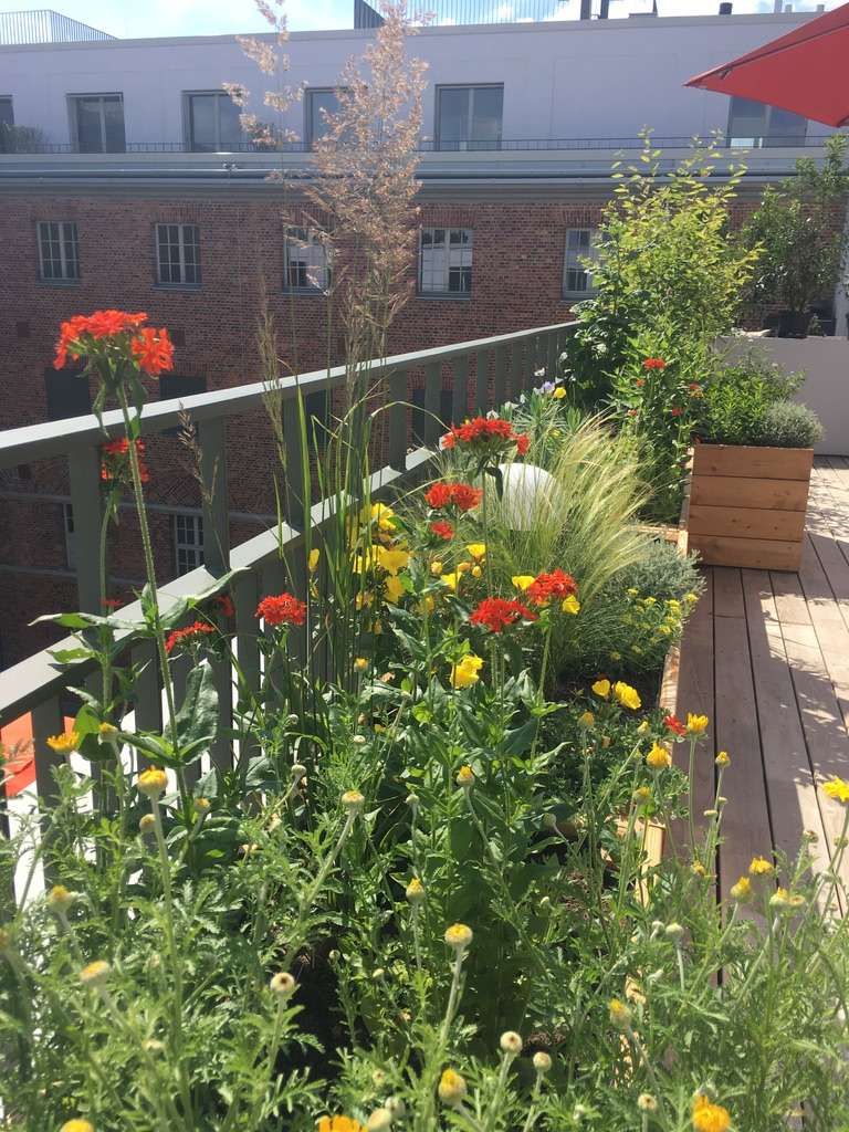 Nachhaltig wichtig Grüne Dachterrasse in der Stadt pflegen homify