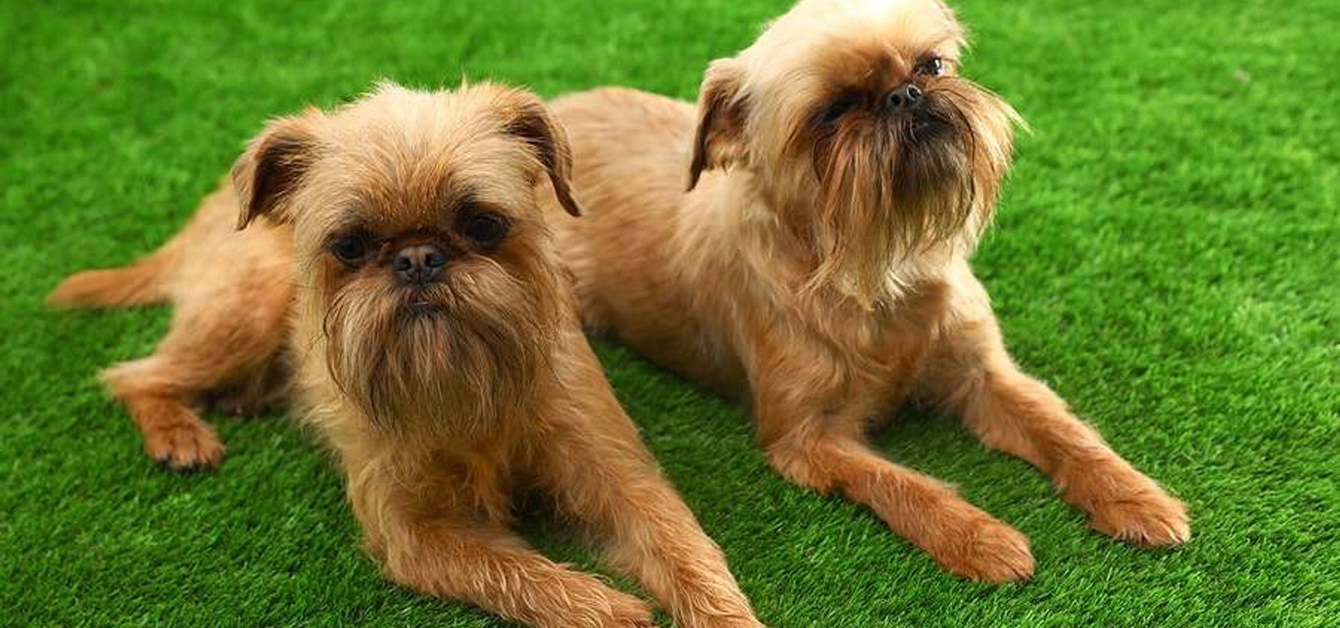 Big Dogs Artificial Turf Diseñadores paisajistas en Boynton Beach homify