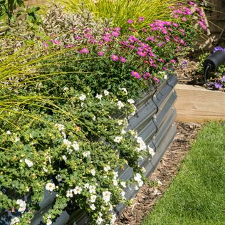 Summer Plant Care: Strategies for Thriving Gardens in High Temperatures