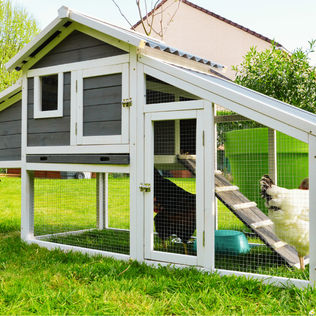 Evinize Neşe Katacak 8 Küçük Evcil Hayvan Türü