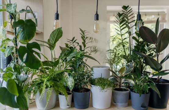Cómo proteger tus plantas del calor del radiador