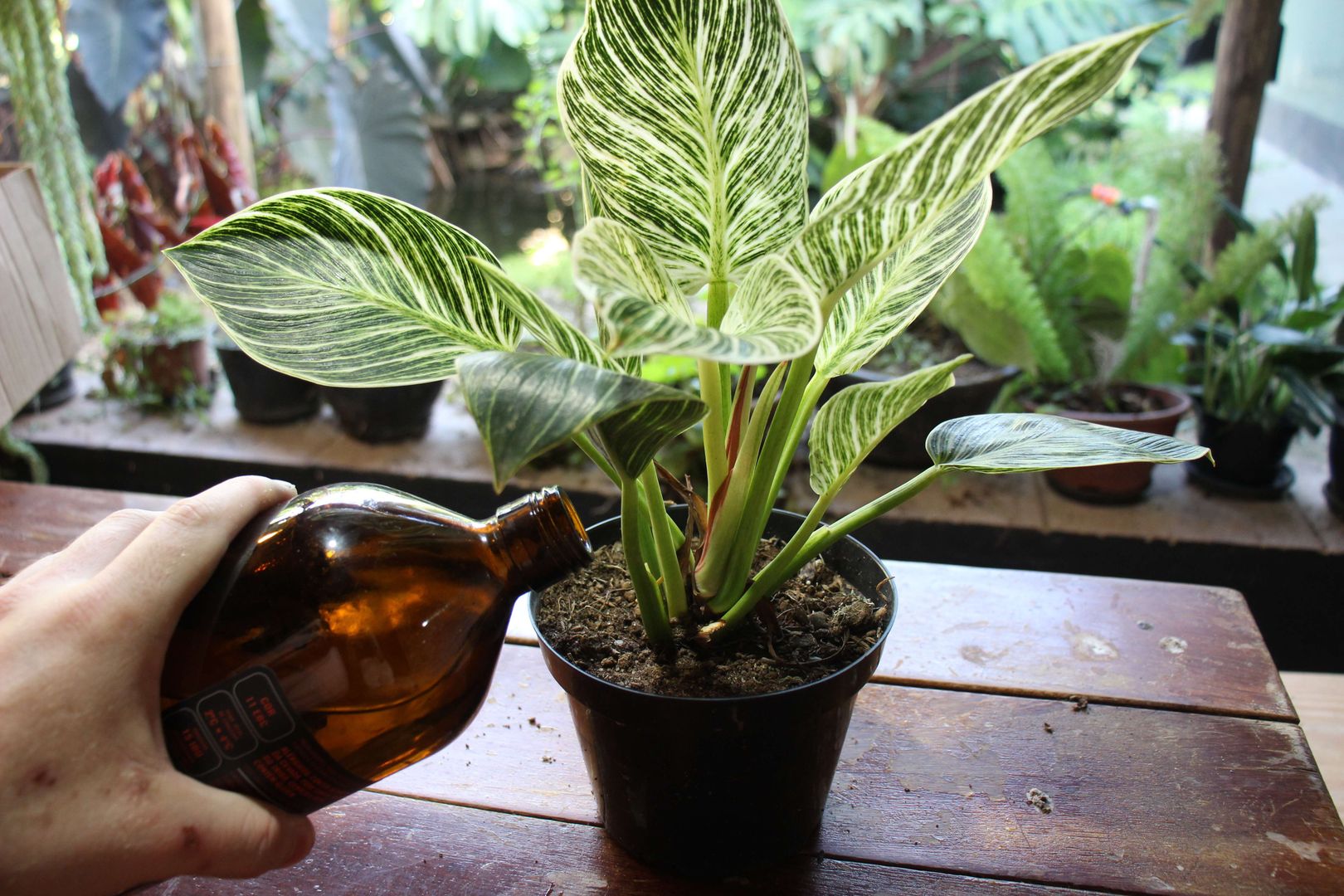 Philodendron Birkin Pflege, Arten & Tipps homify