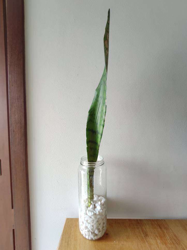 sansevieria african spear Sansevieria Cylindrical African Spear Plant Mudball