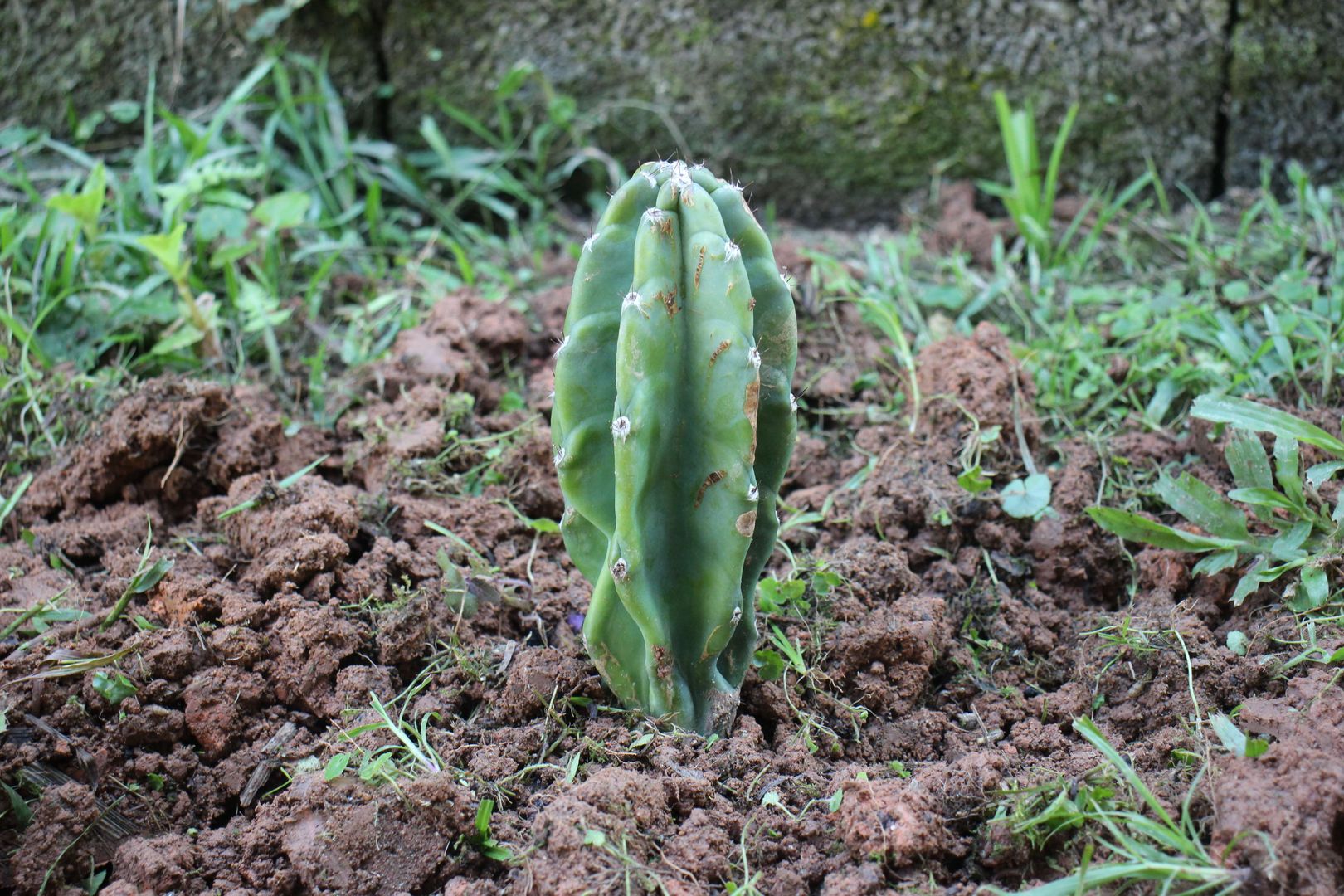 How To Aerate Soil In The Garden (How to Loosen Compacted Soil) in 5