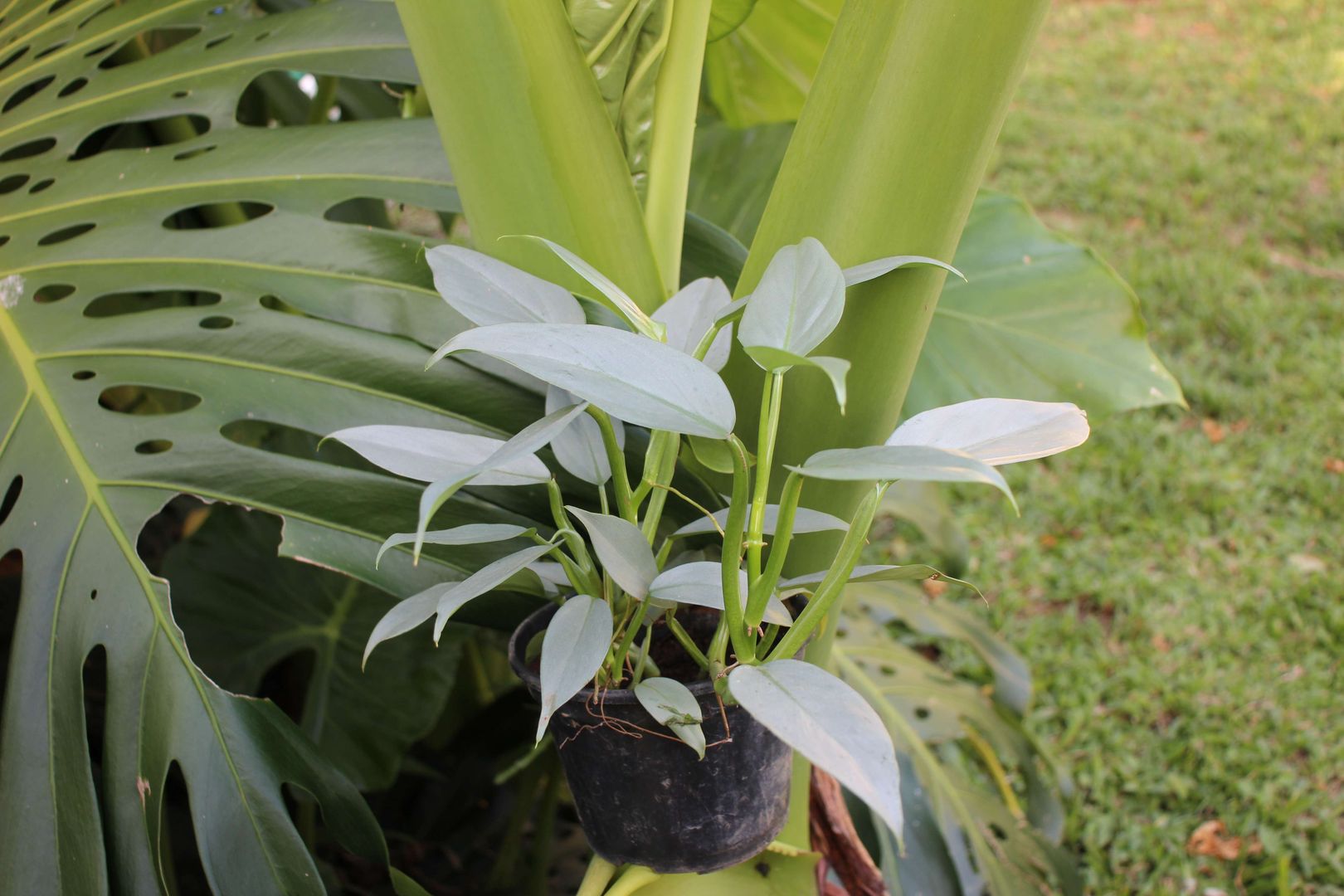 black spots on philodendron Philodendron 'Black Cardinal' Rare Plant (Philodendron erubescens) – Jungle  Relics main image 0