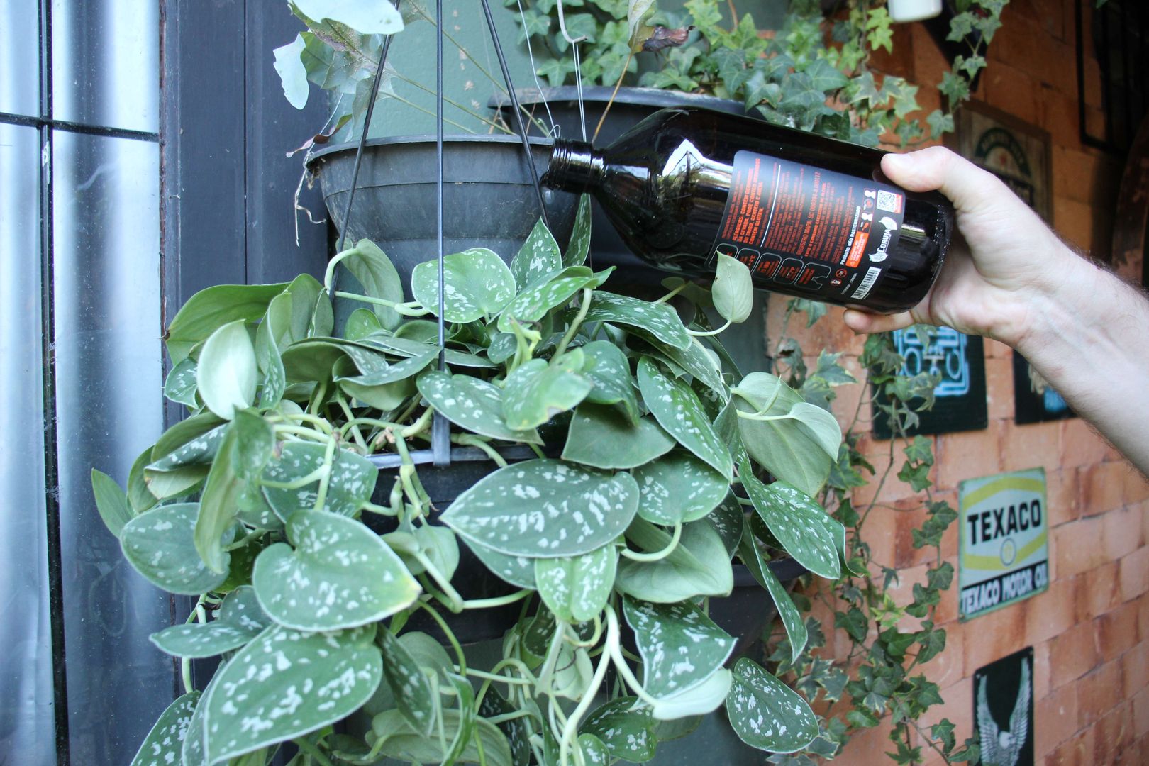 Pothos Satin De DECOALIVE, Scindapsus Pictus, Planta De Interior Con Hojas Plateadas, Maceta De 12 Cm Y 25 Cm De Altura