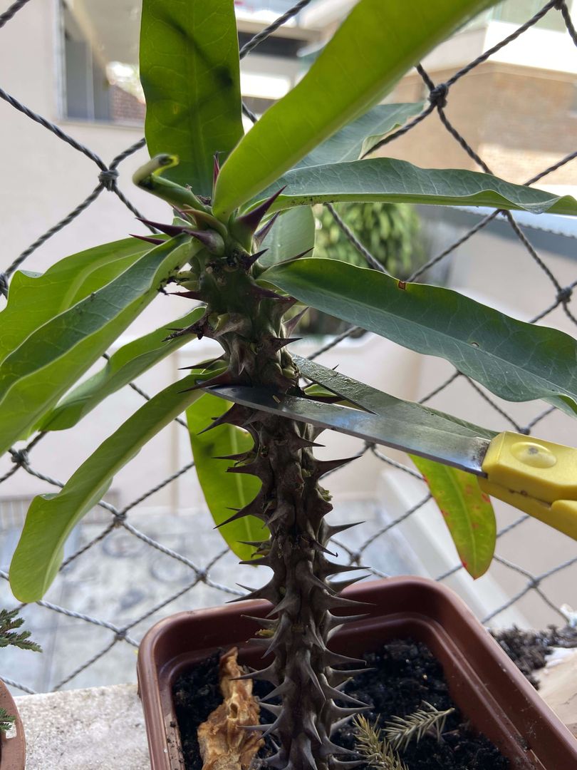 Adım 5 - Dikenli Taç Bitki Yayılımı