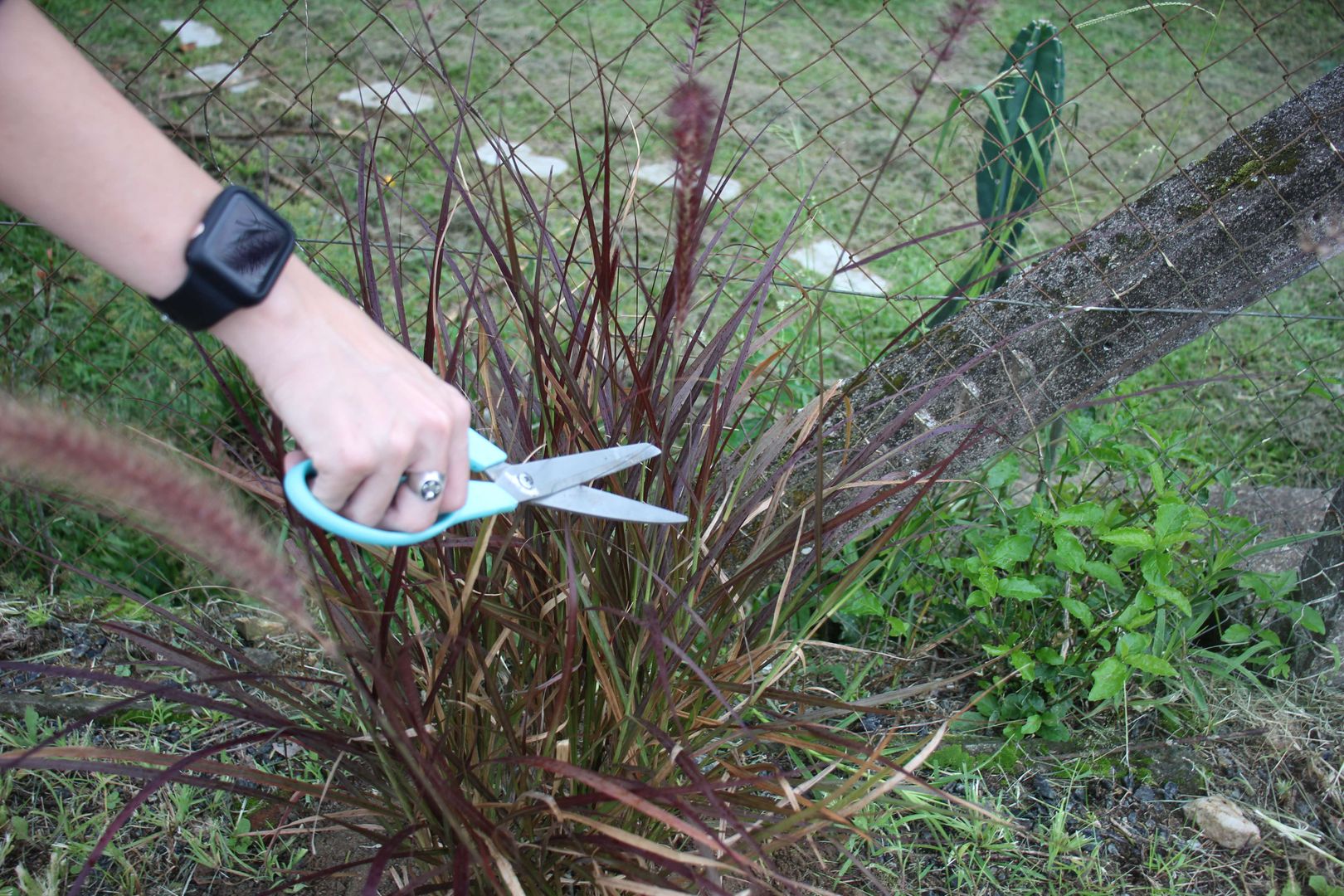 Adım 5. Kızıl Çeşme Çimi nasıl budanır?