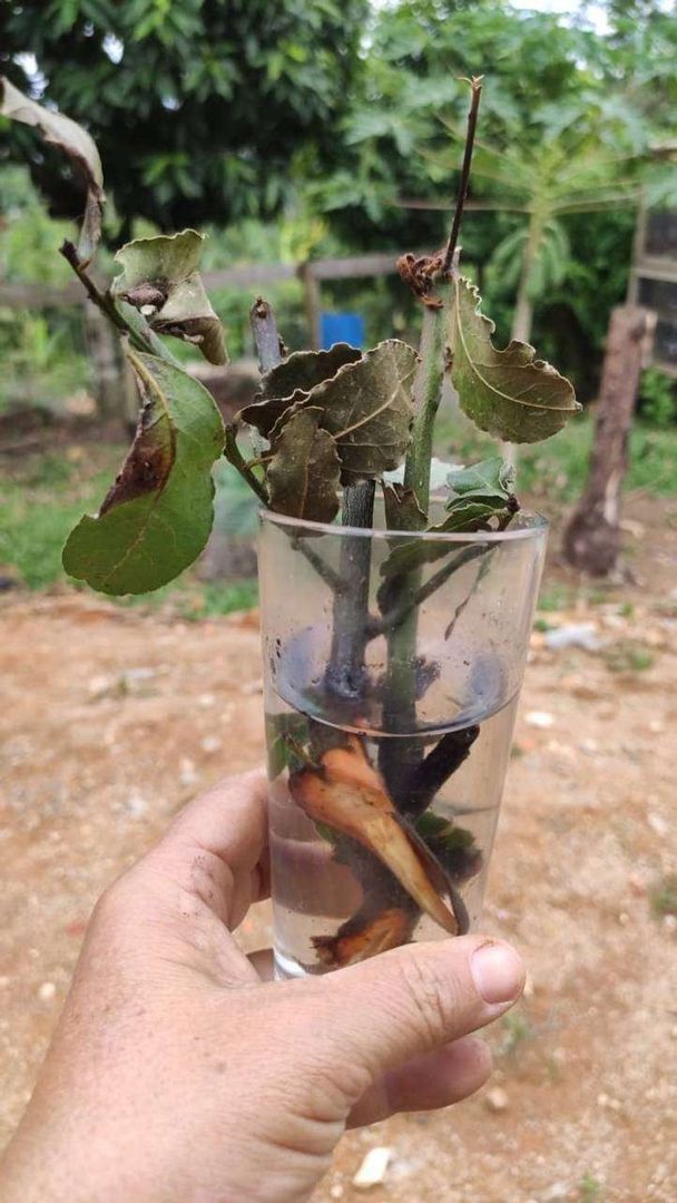 Adım 9: Defne yaprağı ağaçlarının çoğaltılması