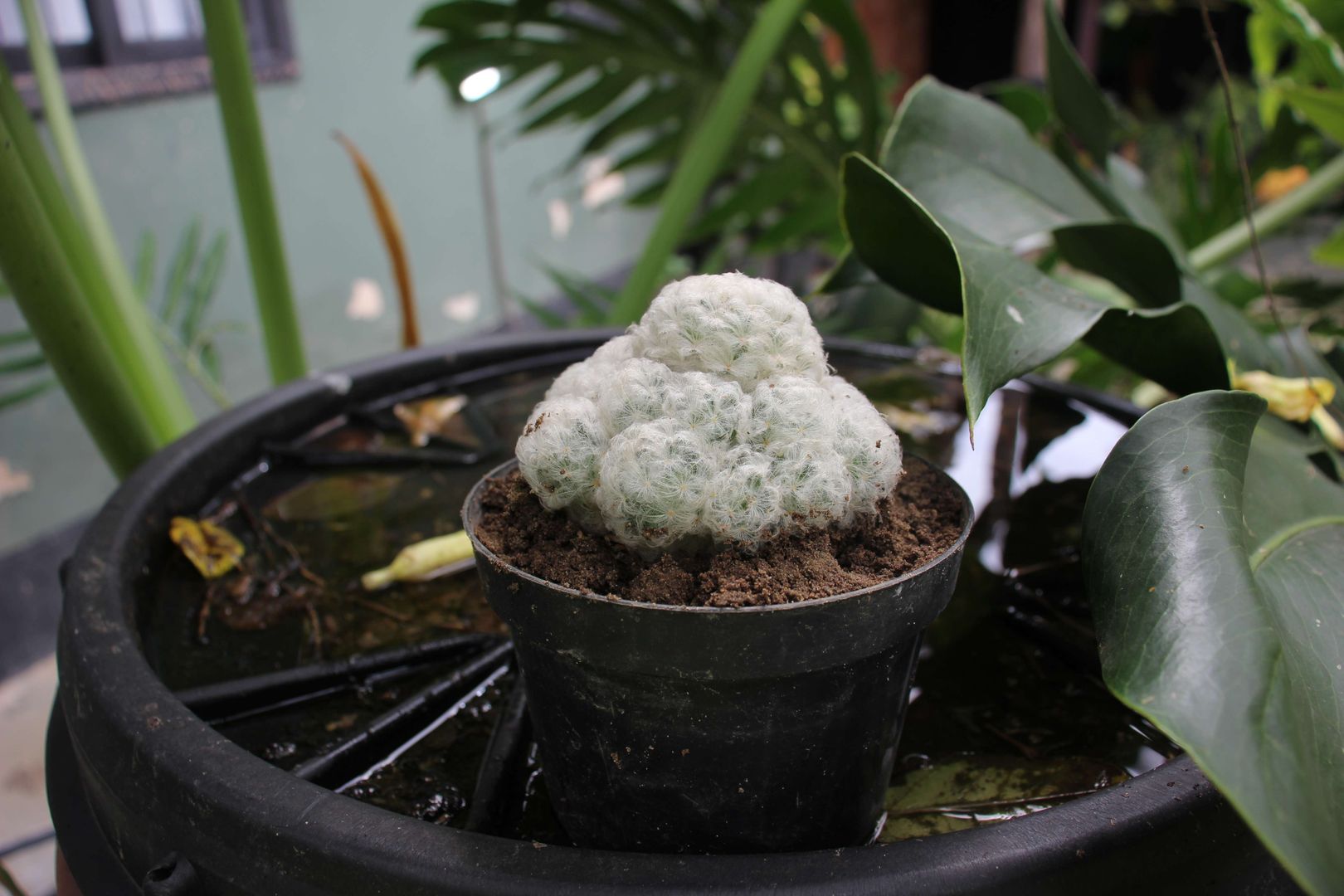 Mammillaria plumosa Pflege | 5 wichtige Tipps fr den Federkaktus | homify