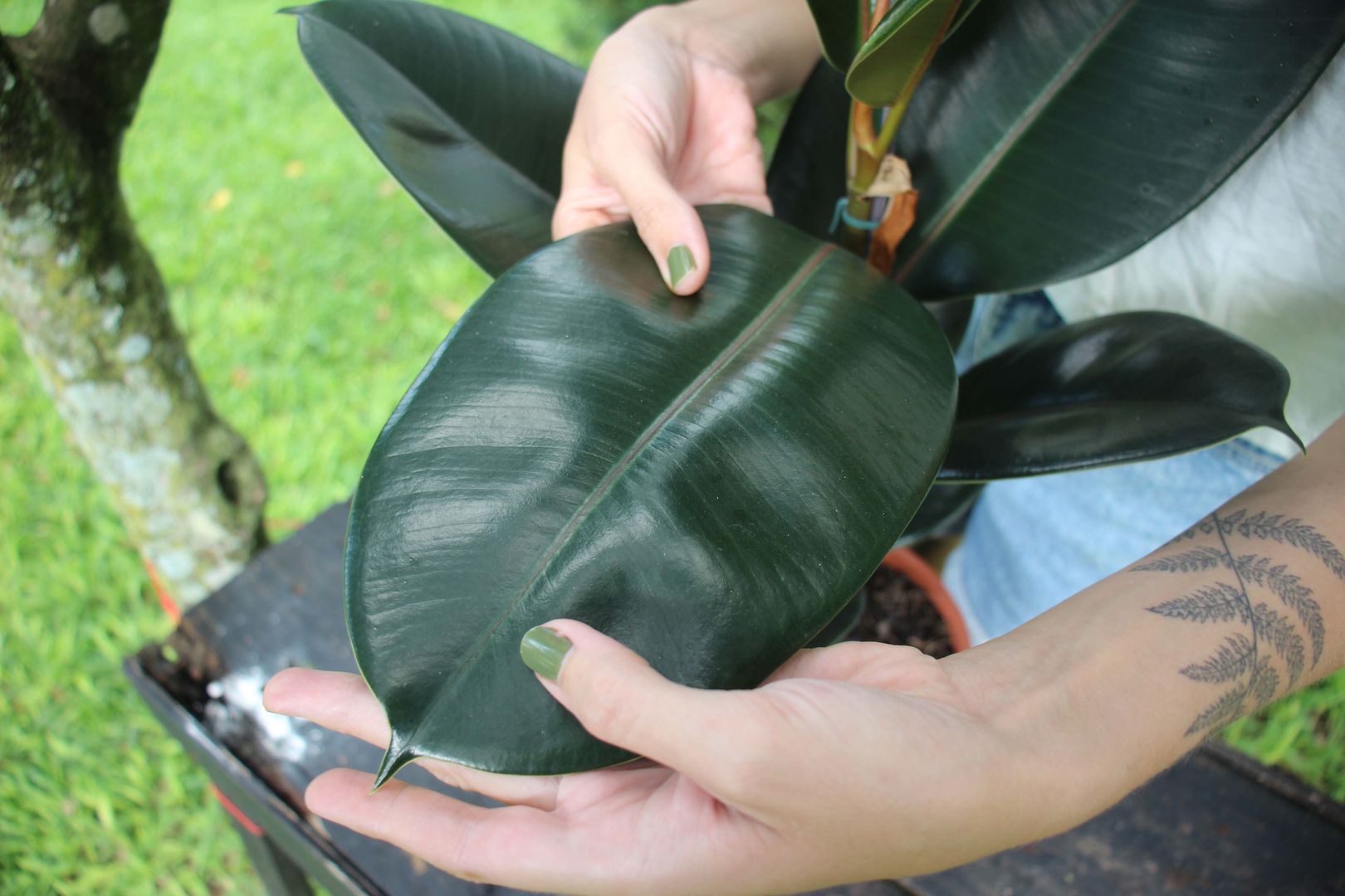 Comment prendre soin de votre Ficus Elastica ou de votre plante  caoutchouc  - 7 conseils | homify