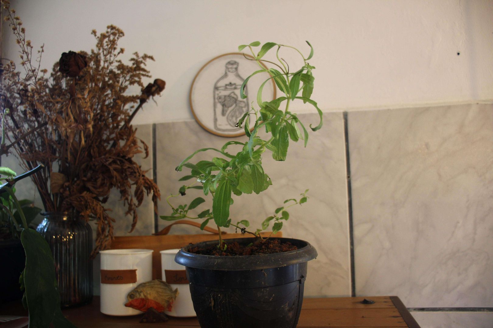 Consejos para el Cuidado de la Stevia Rebaudiana Cómo Cultivar la