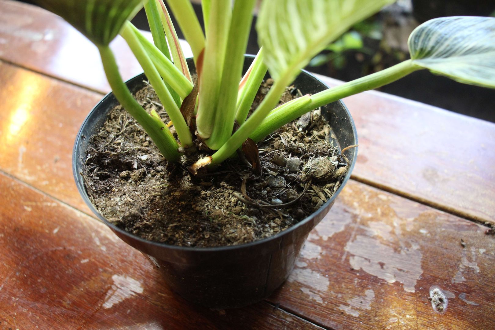 Philodendron Birkin: Pflege, Arten & Tipps | homify