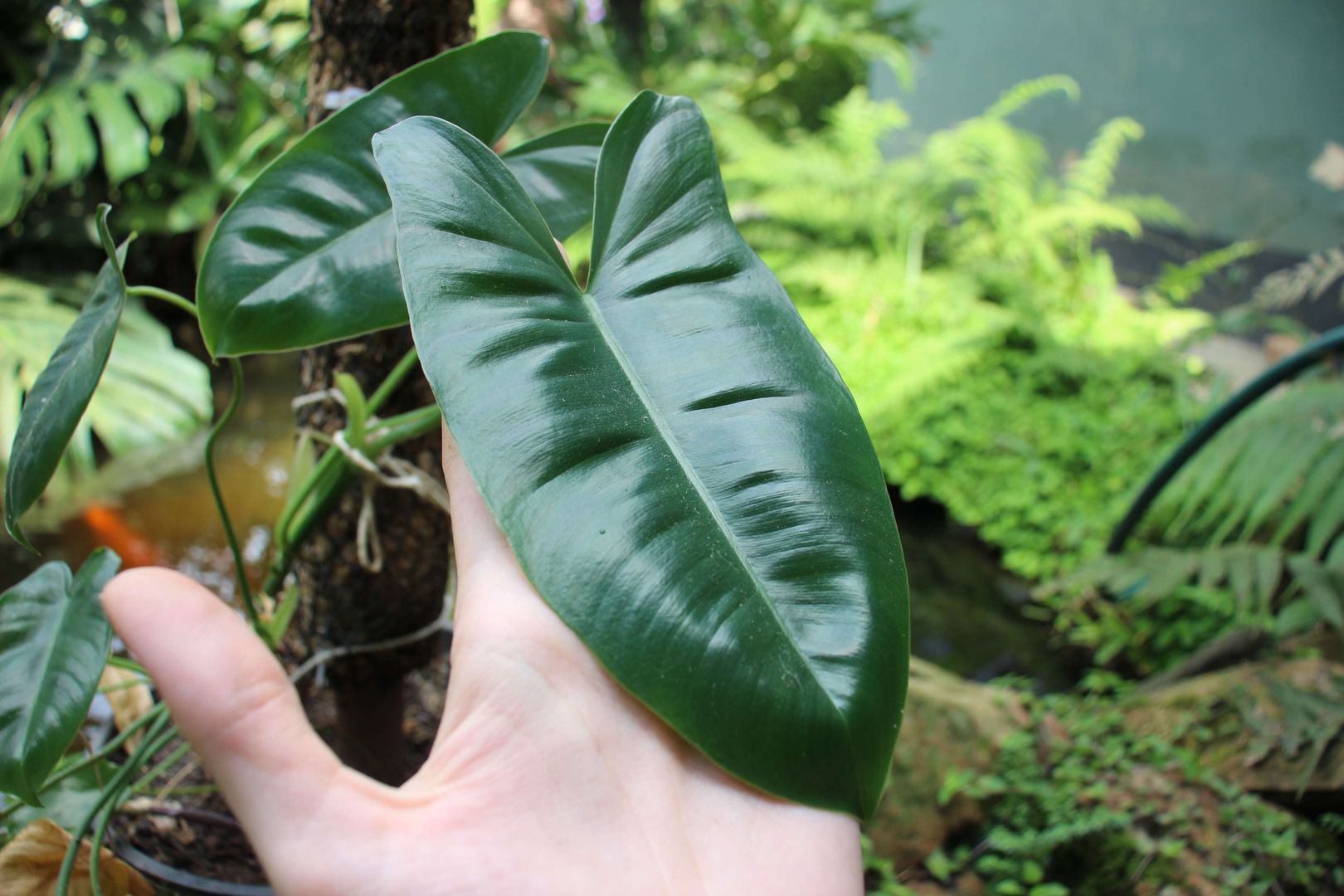 Beginners' Guide to Philodendron Oxapapense Growth, Care and Propagation (9  Simple Tips) | homify