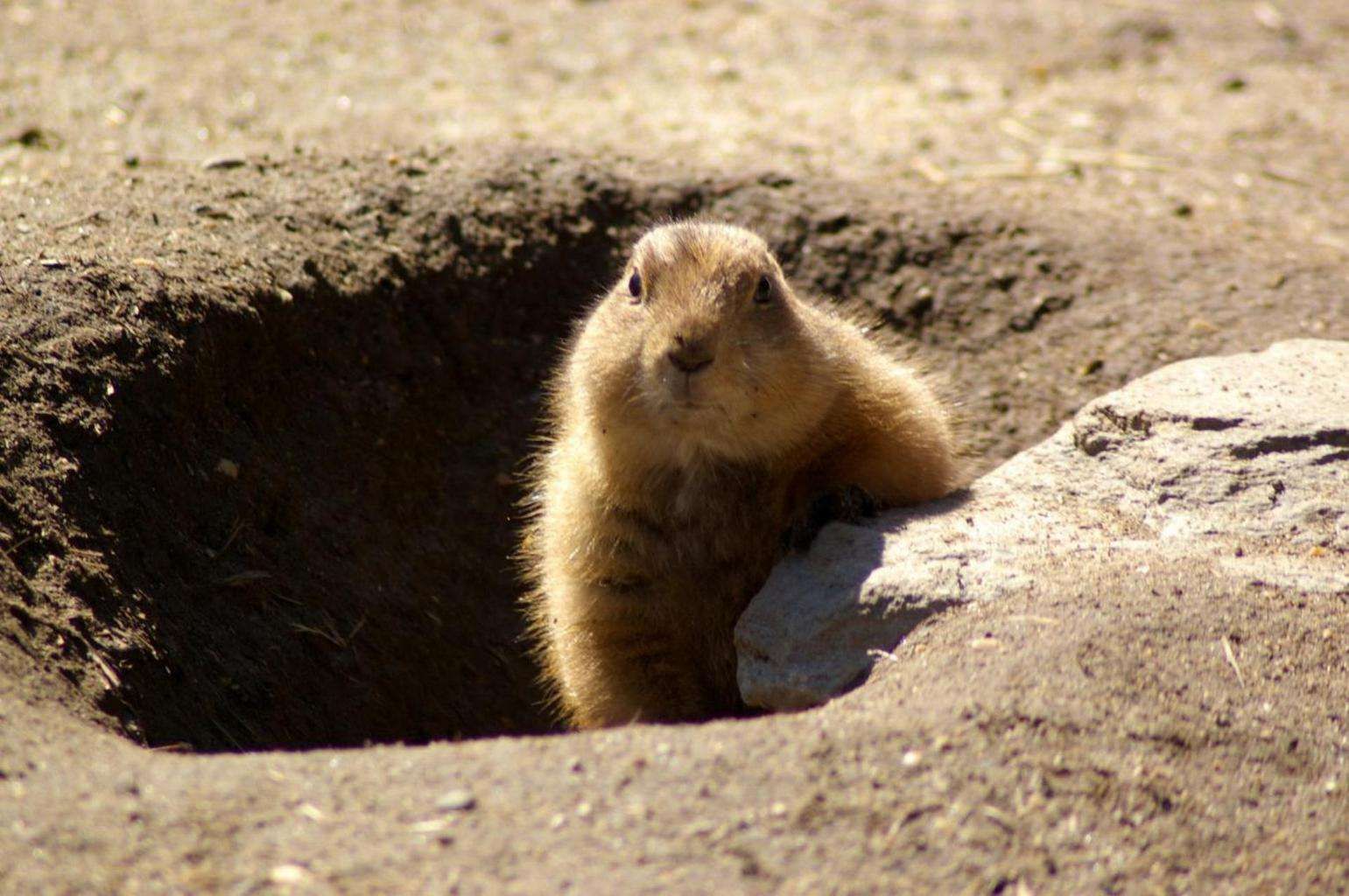 Wie wird man Murmeltiere im Garten los 7 Schritte DIY homify
