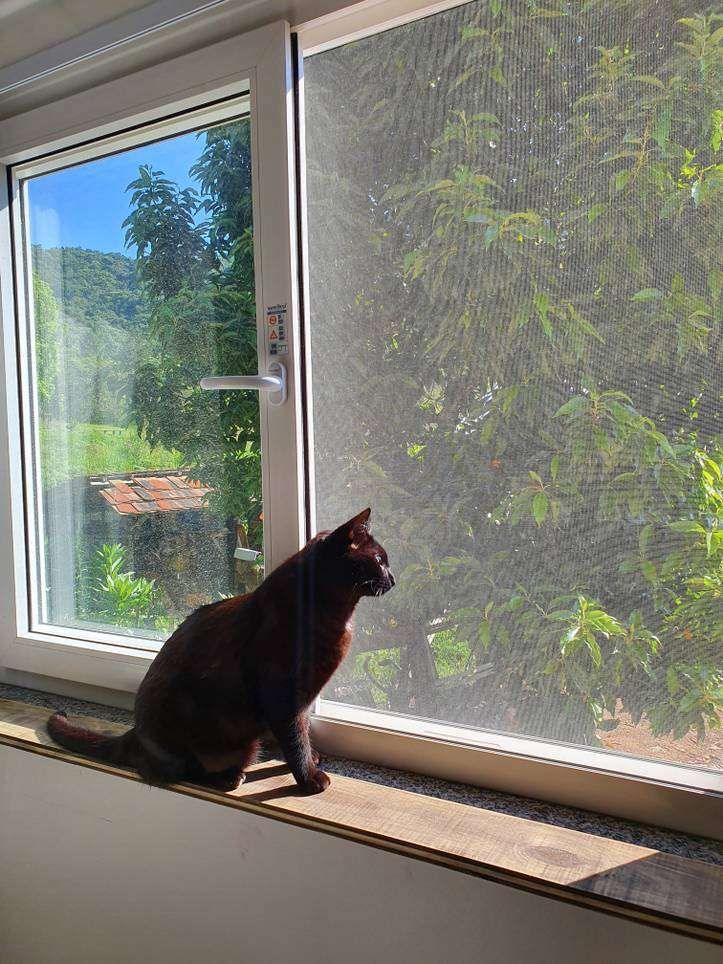 Cat sitting safely beside a screened apartment window