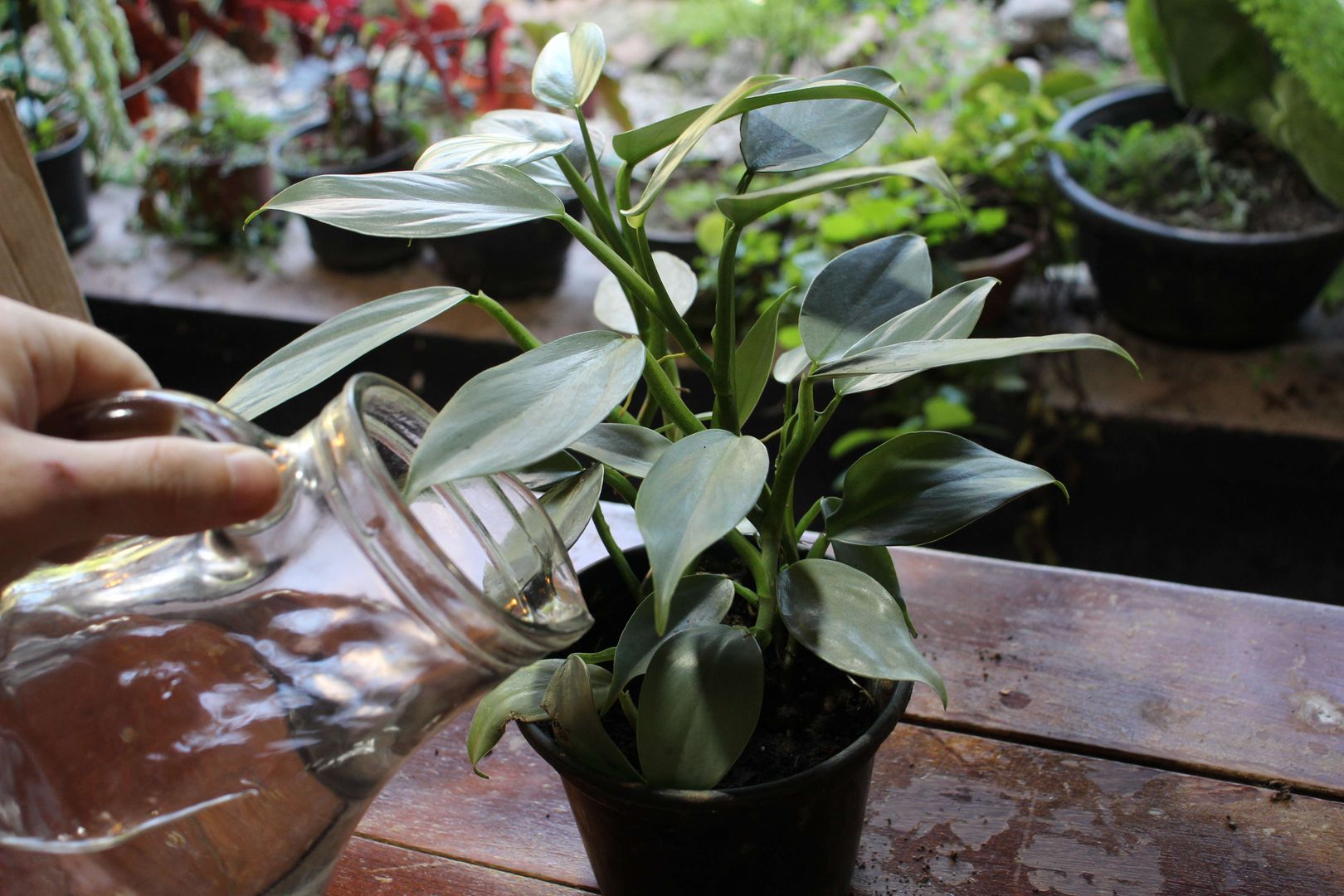 Philodendron: Pflege-Tipps & Infos zum Anbau | homify