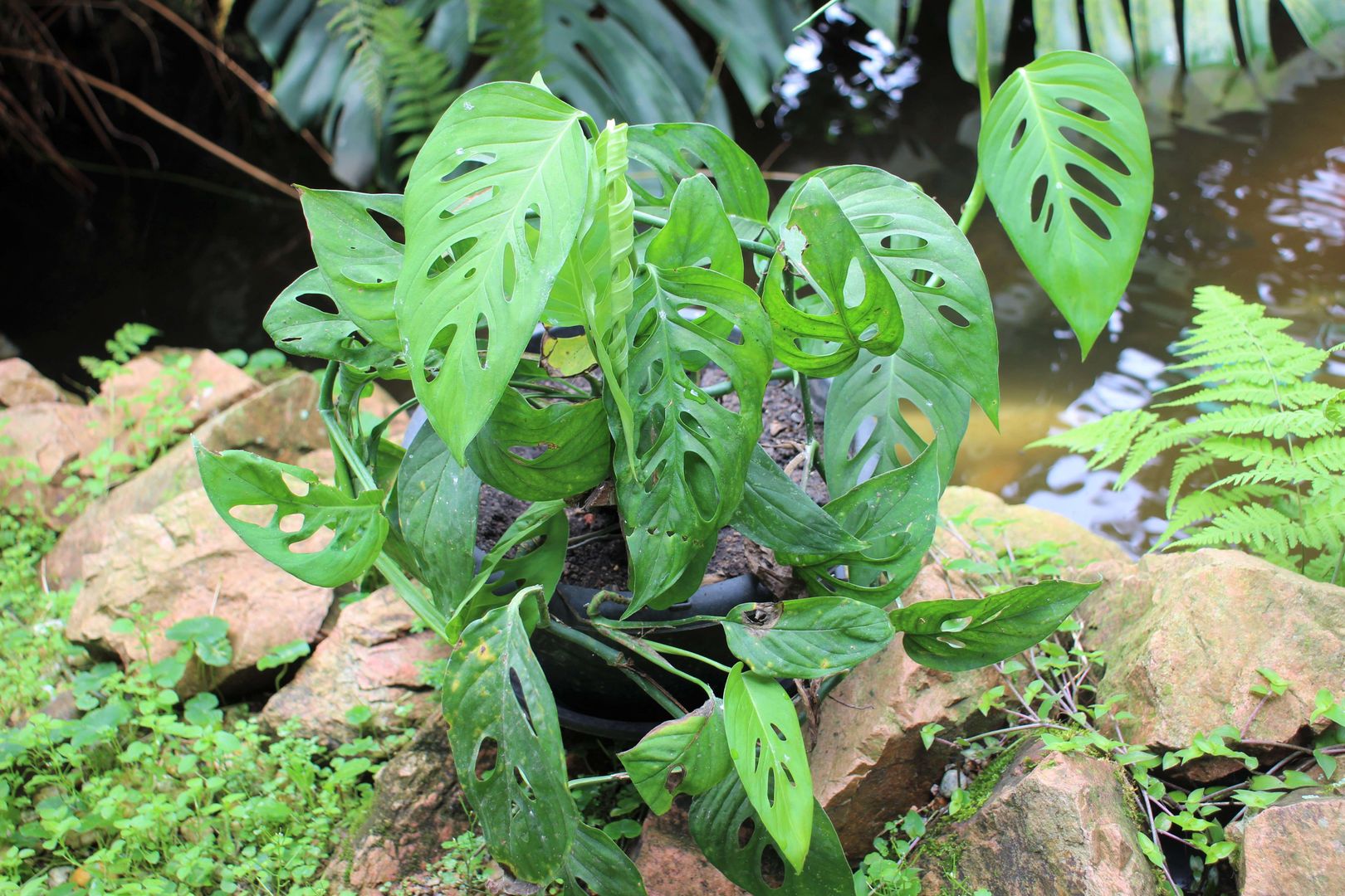 7 Tipps für den Anbau und die Pflege von Monstera Obliqua homify