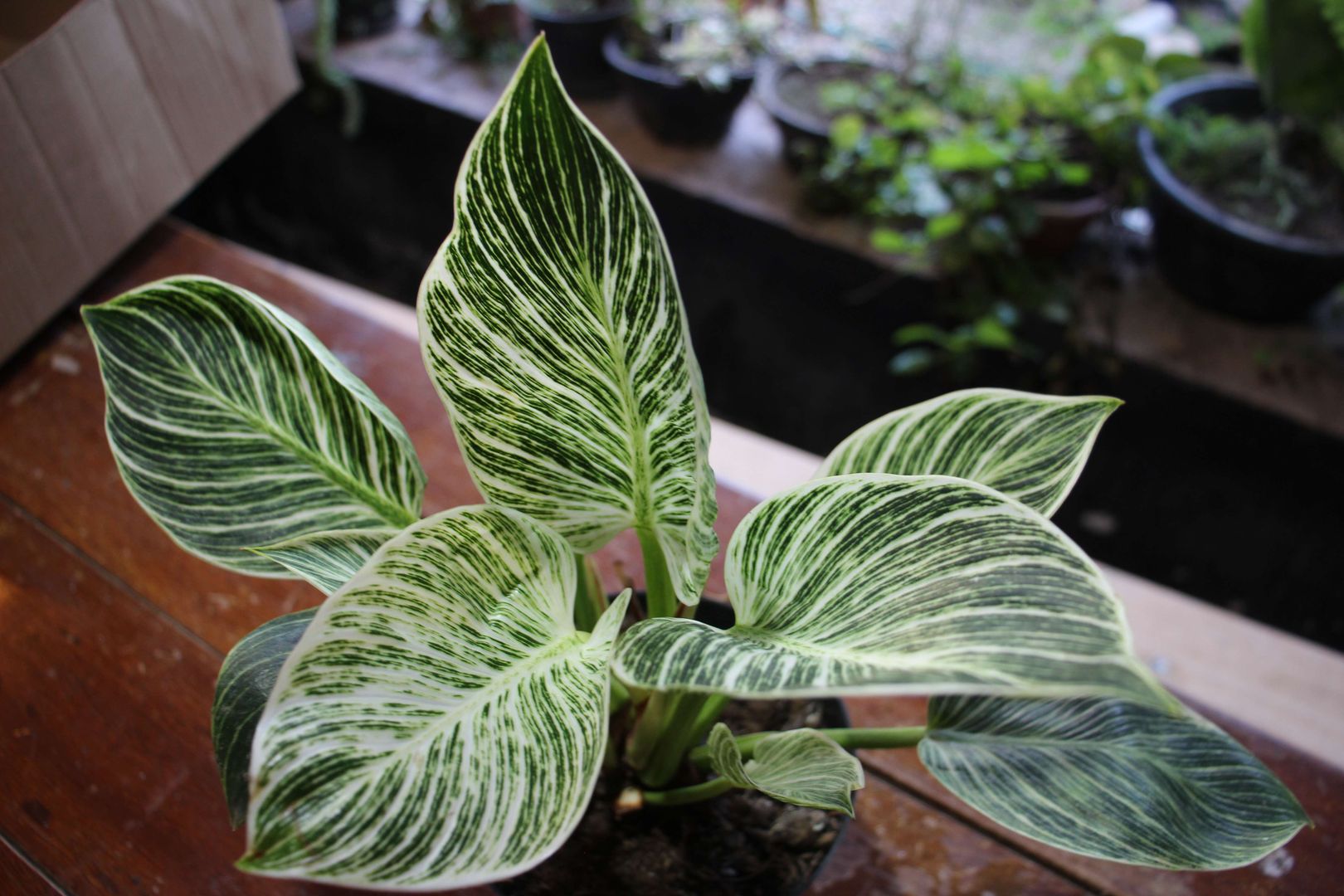 cat litter plants All-Natural, Non-Toxic Plant-Based Cat Litter