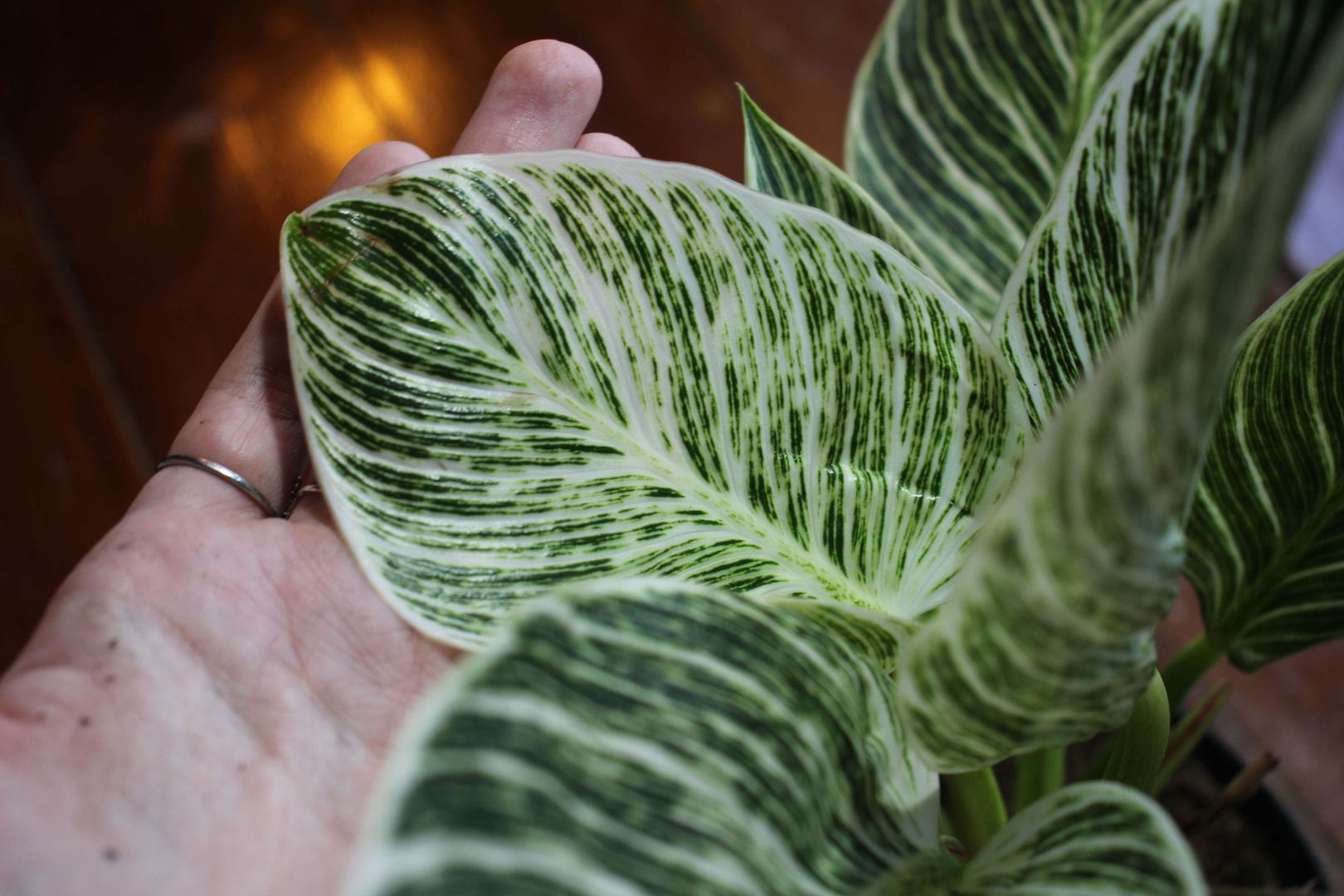 majesty philodendron Philodendron Majesty