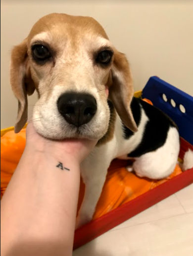 Adım 6: Köpeğinizi yeni yatağına tanıtın