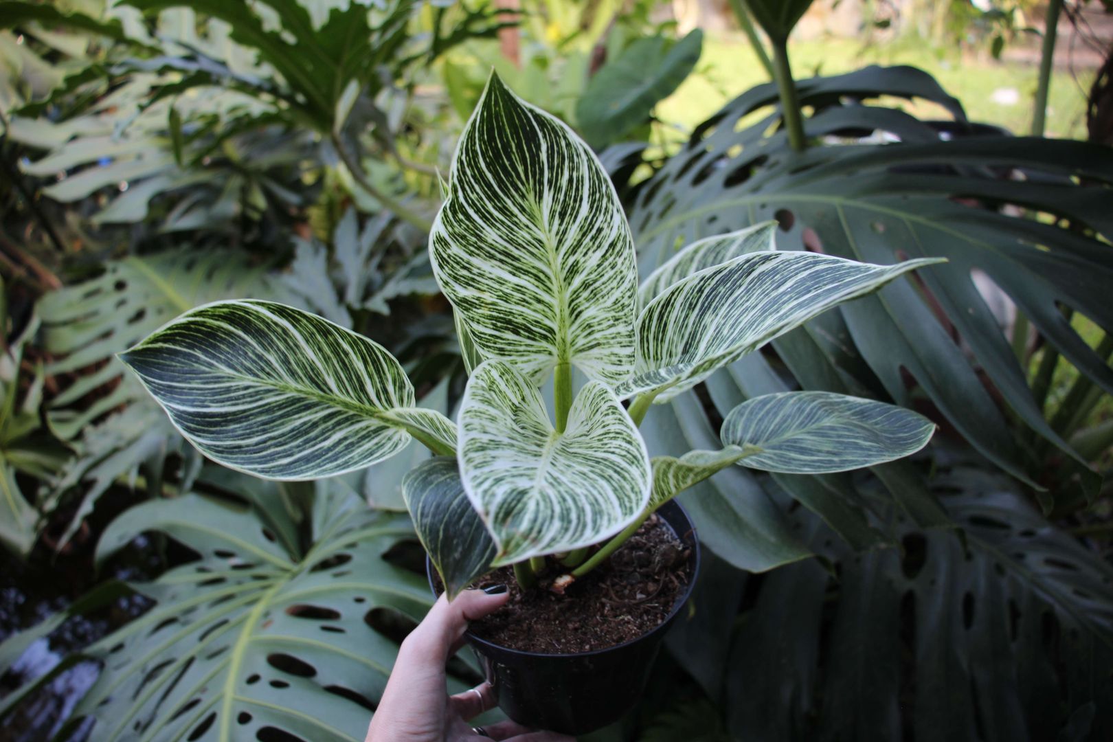 philodendron balkon Philodendron ‘Brasil’ – Variegated, Low-Light Trailing Houseplant 3