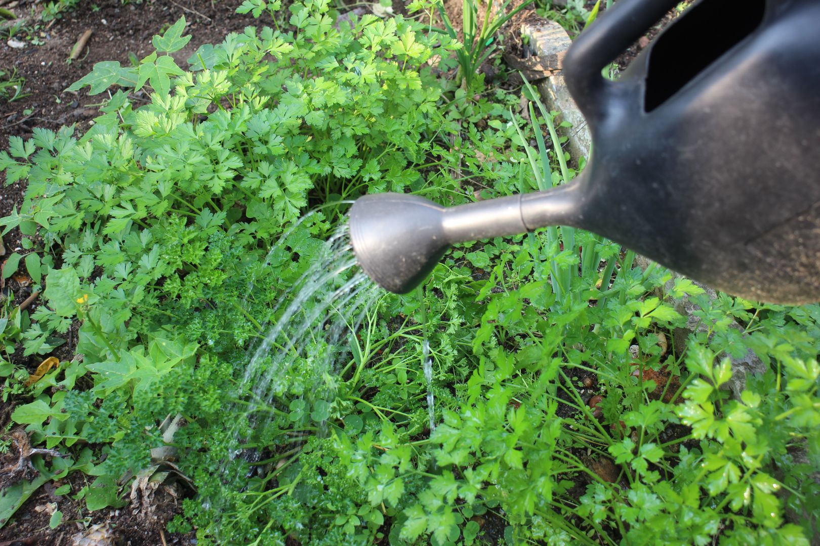 Garten-DIY: Regenwasser sammeln ohne Regenrinne | homify