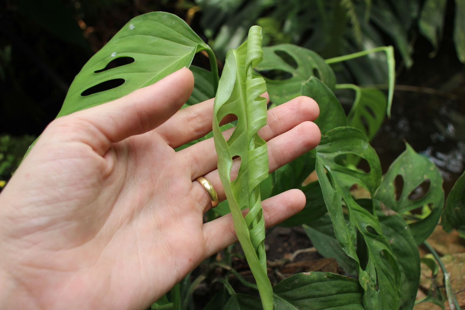 7 Tips for Growing and Taking Care of Monstera Obliqua in a Do-It-Yourself  Project | homify