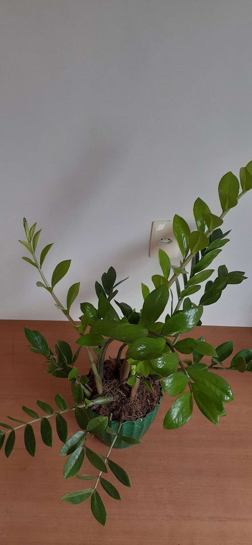 Adım 9 – Üstüne daha fazla turba yosunu ekleyin