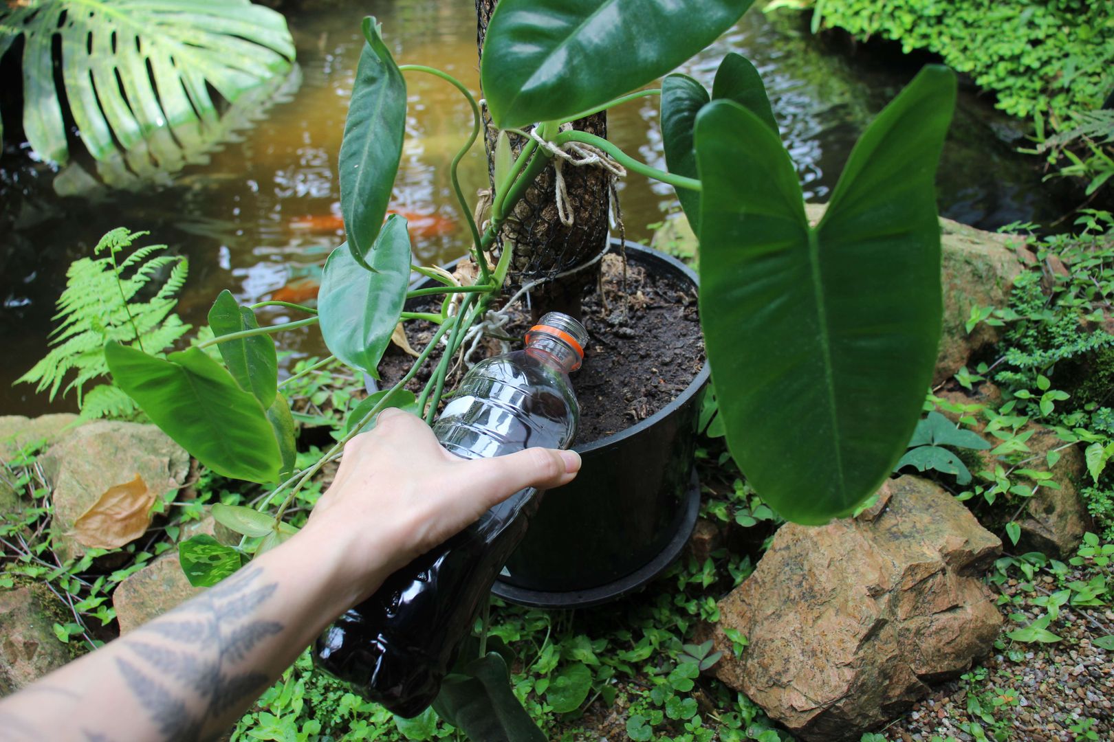Beginners' Guide to Philodendron Oxapapense Growth, Care and Propagation (9  Simple Tips) | homify