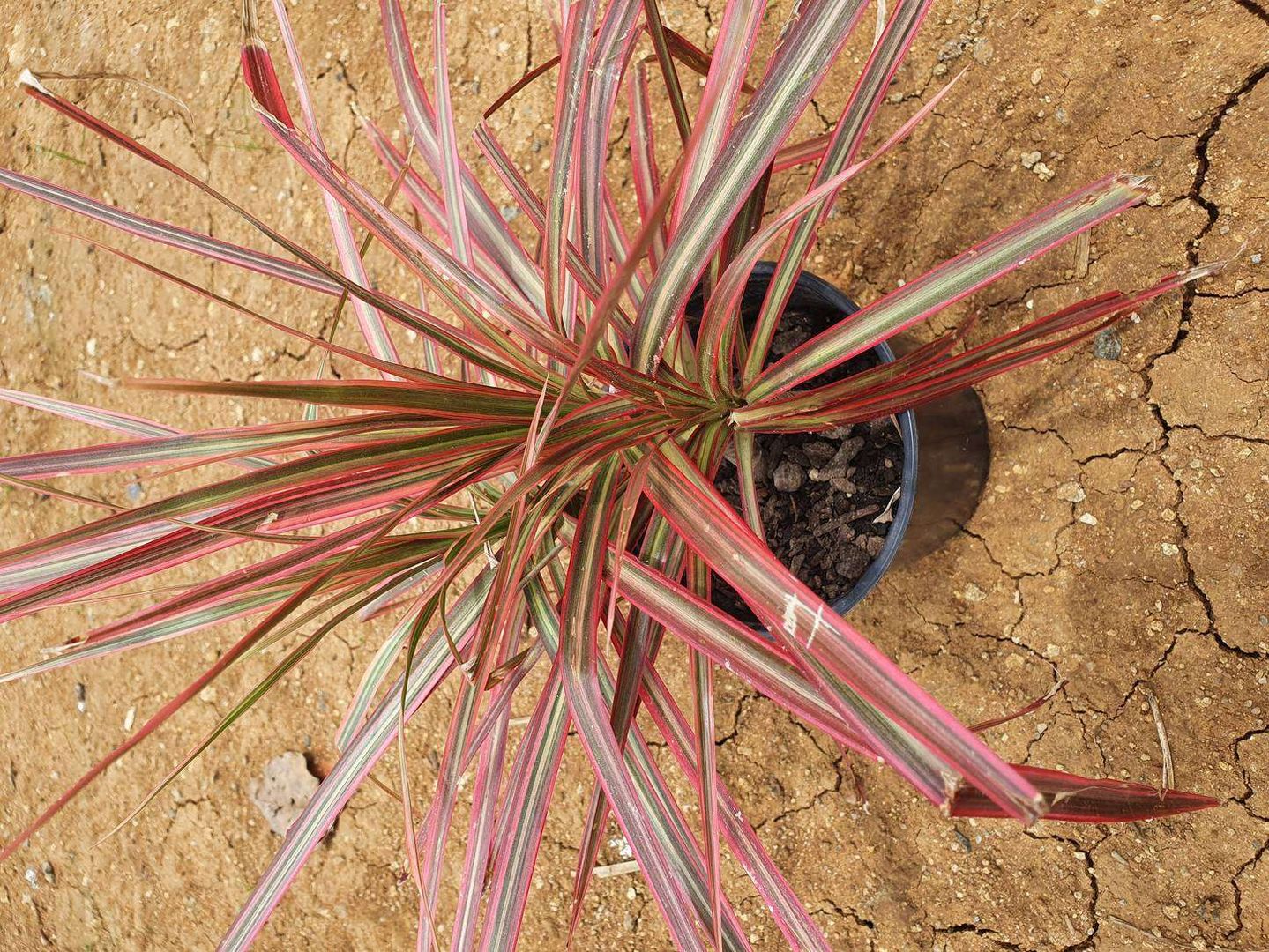 DIY: Consejos para los Cuidados y Cultivo de la Dracena Marginata | homify