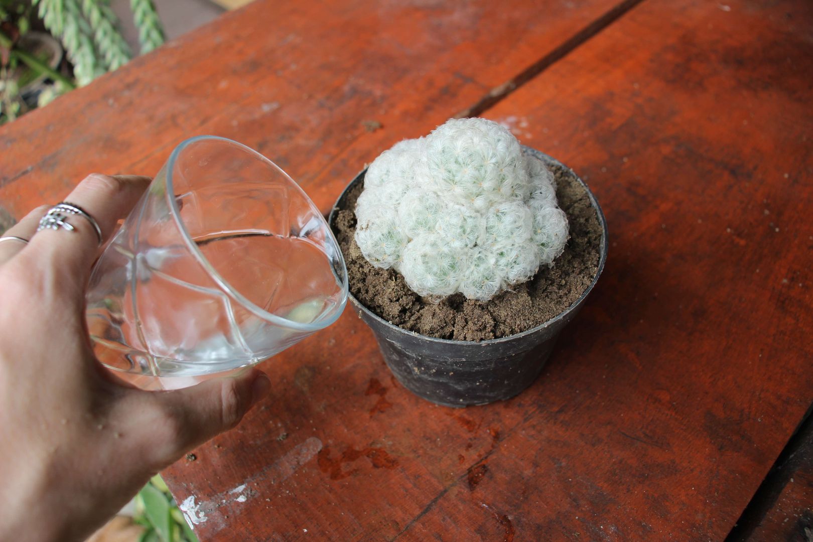 İpucu 5: Tüy Kaktüsü bakımı: Nasıl sulanır