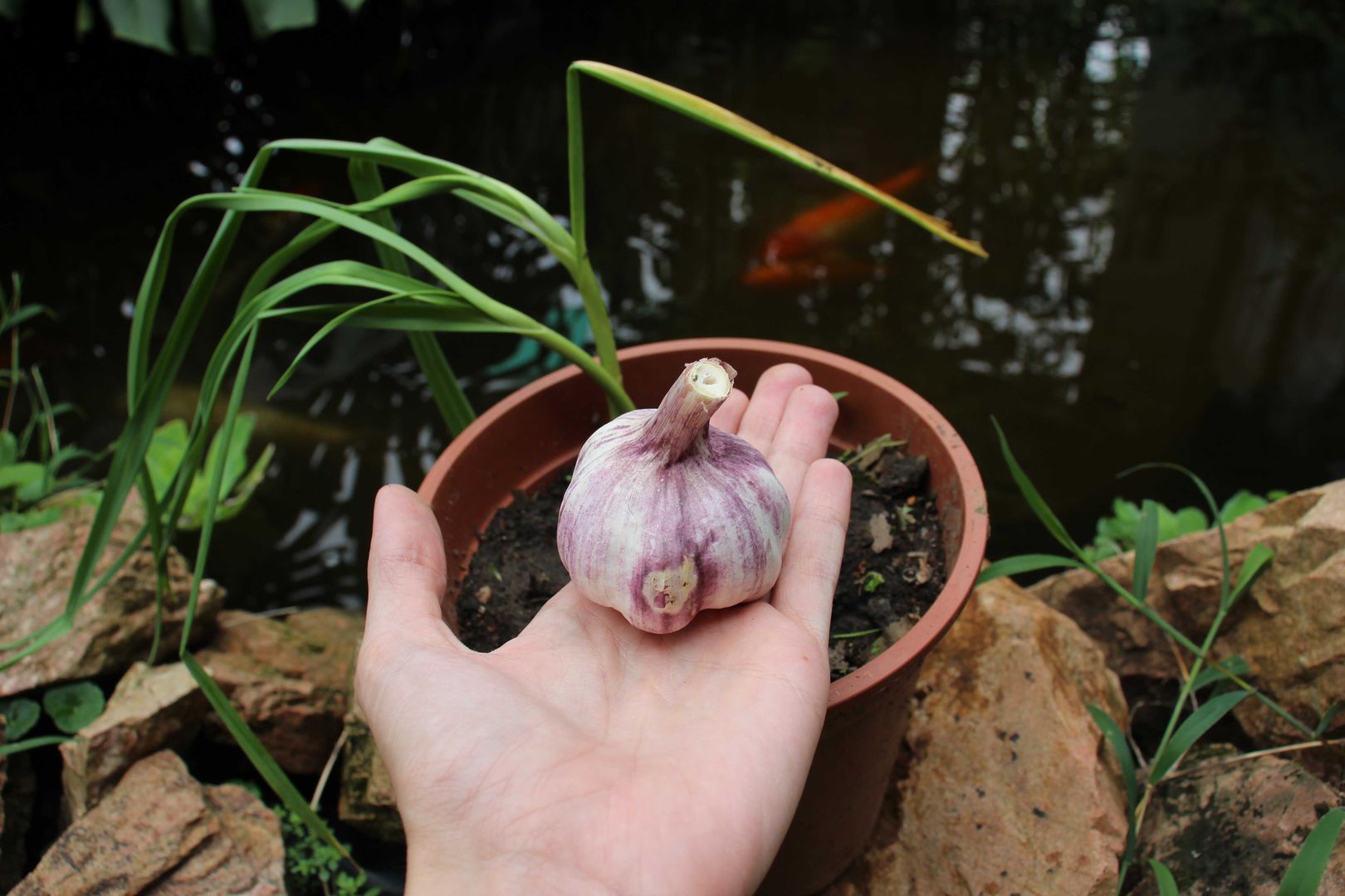 Apprenez à planter de l'ail en quelques étapes faciles! | homify