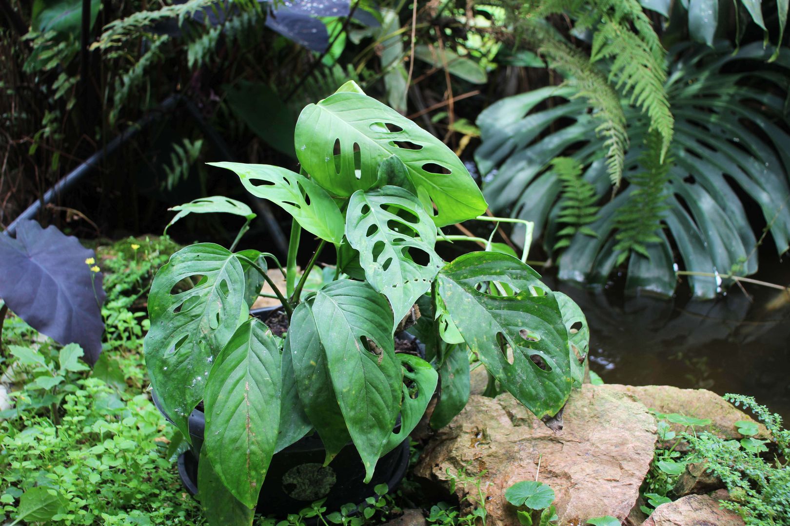7 Tipps fr den Anbau und die Pflege von Monstera Obliqua | homify