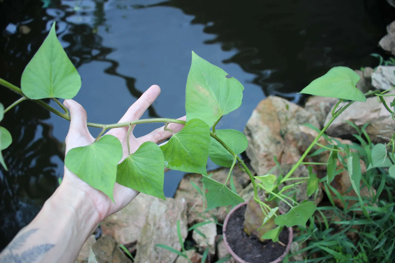 Cómo Cultivar Plantas de Camote homify