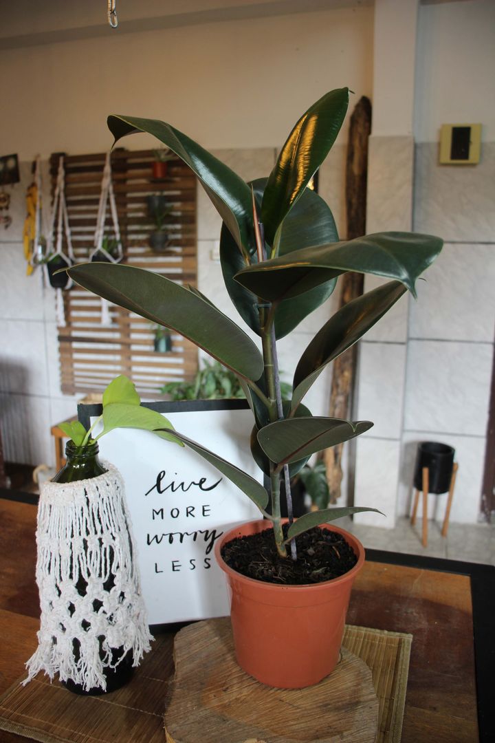 Comment prendre soin de votre Ficus Elastica ou de votre plante  caoutchouc  - 7 conseils | homify
