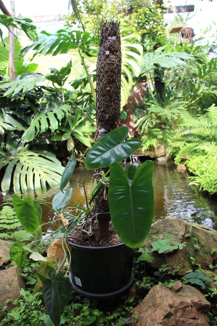philodendron golden spear Philodendron 'Gold Violin'