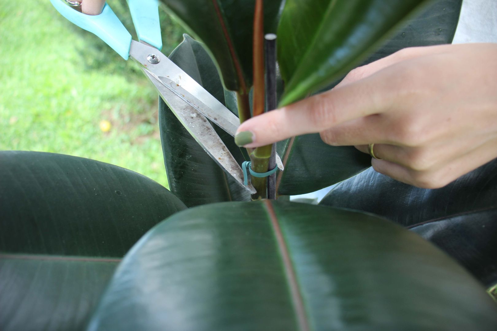 Comment prendre soin de votre Ficus Elastica ou de votre plante  caoutchouc  - 7 conseils | homify