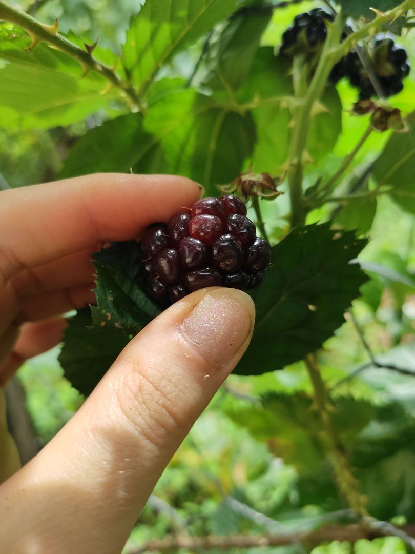 8 – Böğürtlen ne zaman hasat edilir
