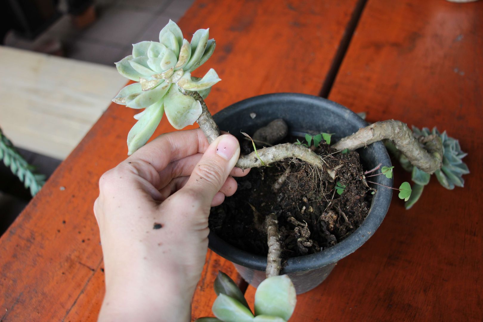 Learn How to Revive a Dying Succulent Plant in Just 7 Steps | homify