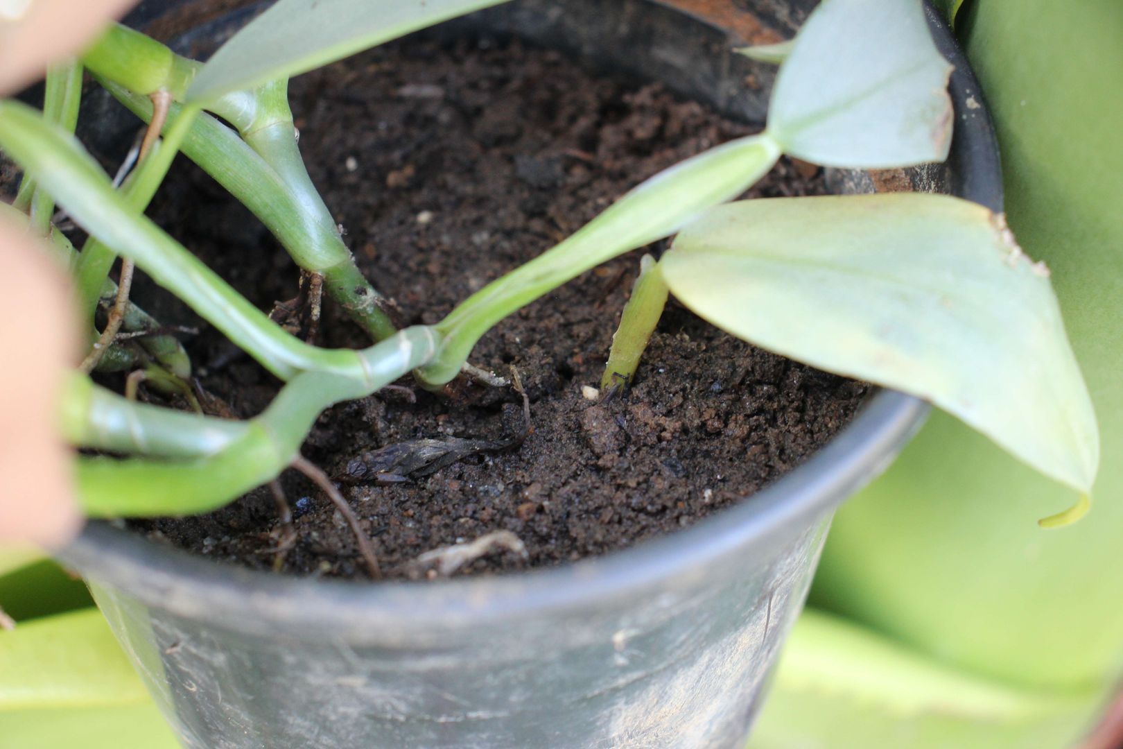 Philodendron: Pflege-Tipps & Infos zum Anbau | homify