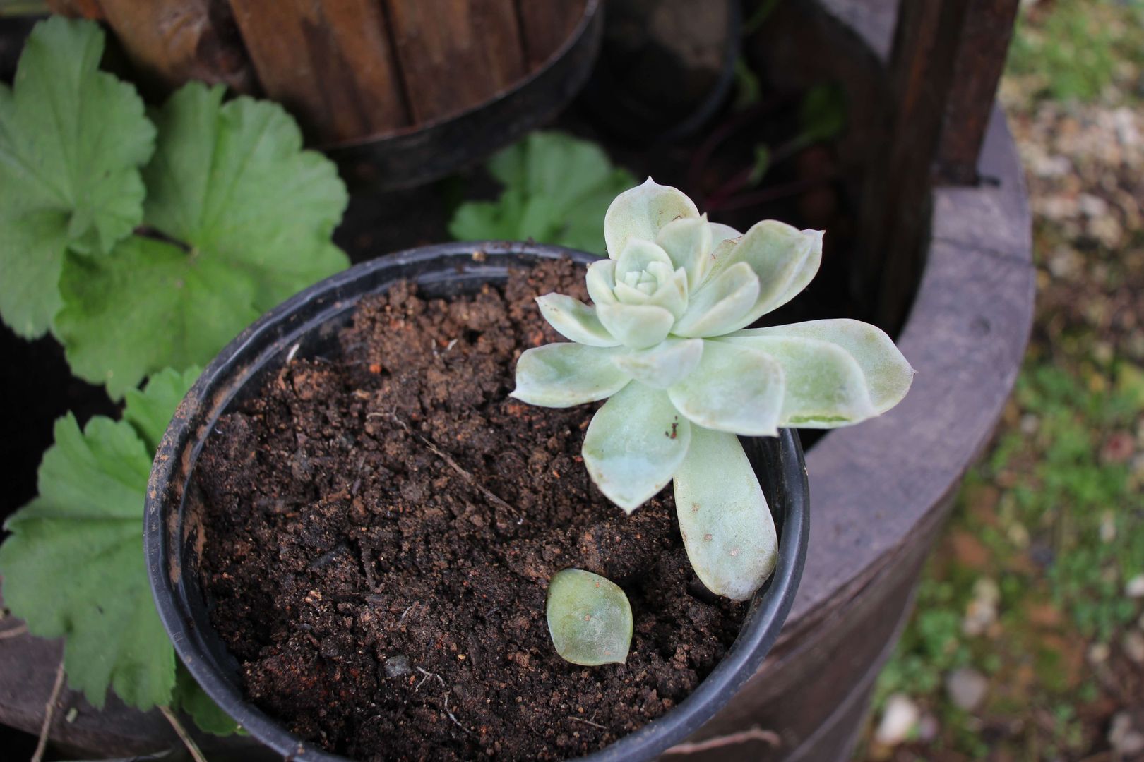 pot for aloe plant 4" Pot Aloe Vera  The Bio Dude
