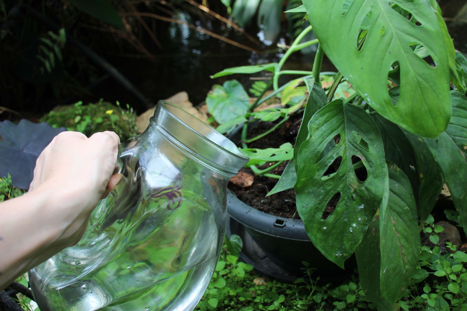 philodendron squamiferum standort Philodendron squamiferum main image 0