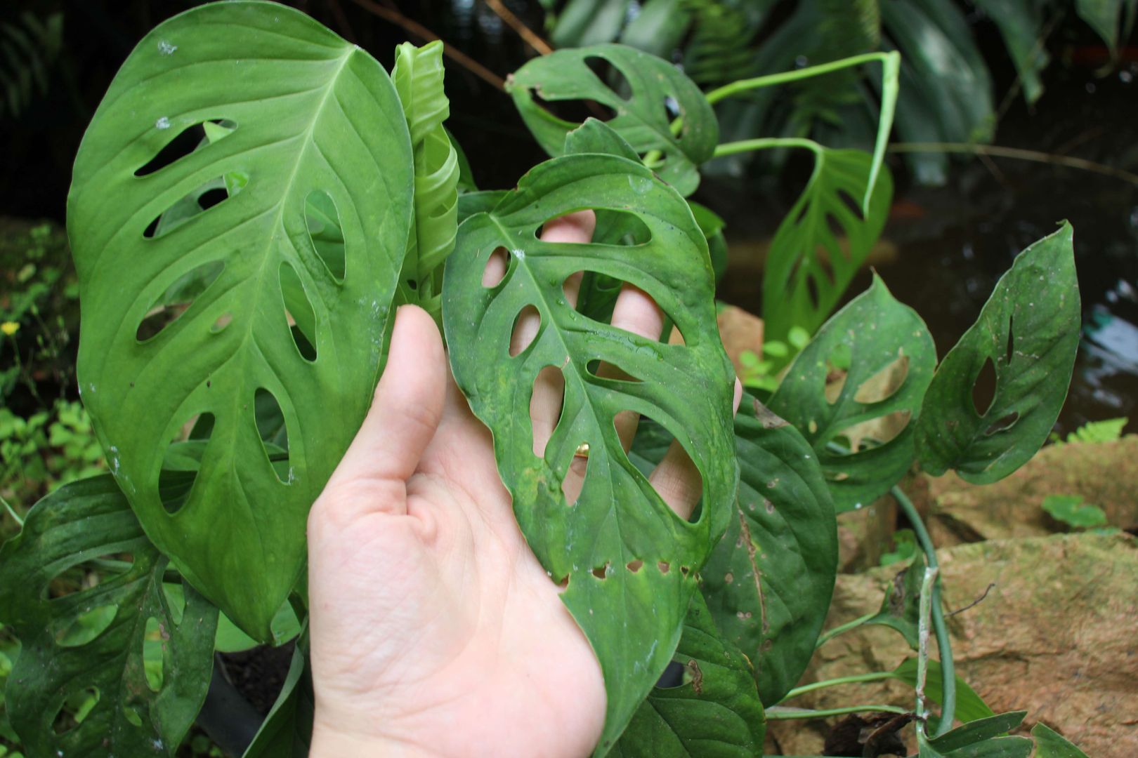 7 Tipps fr den Anbau und die Pflege von Monstera Obliqua | homify