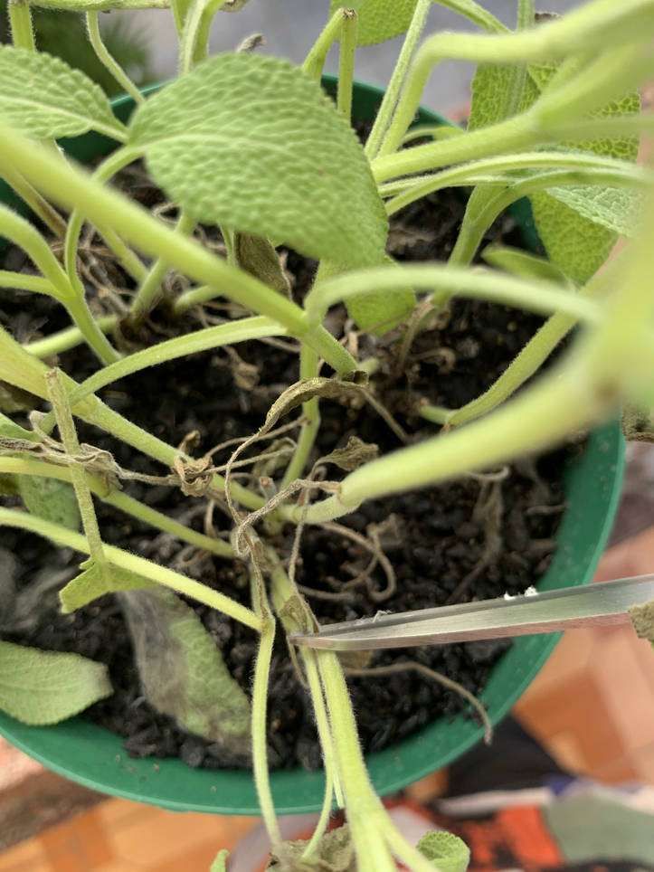 Salvia blanca Cuidados (Plantando, Fertilizantes, Enfermedades) -  PictureThis