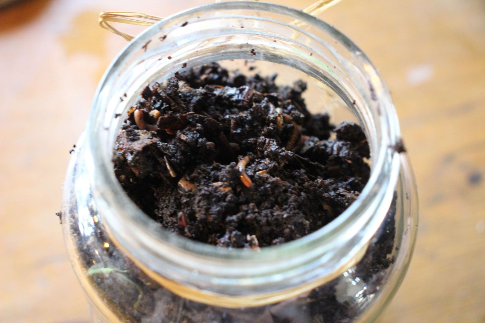 Adım 7: Toprağın hafif nemli olduğundan emin olun