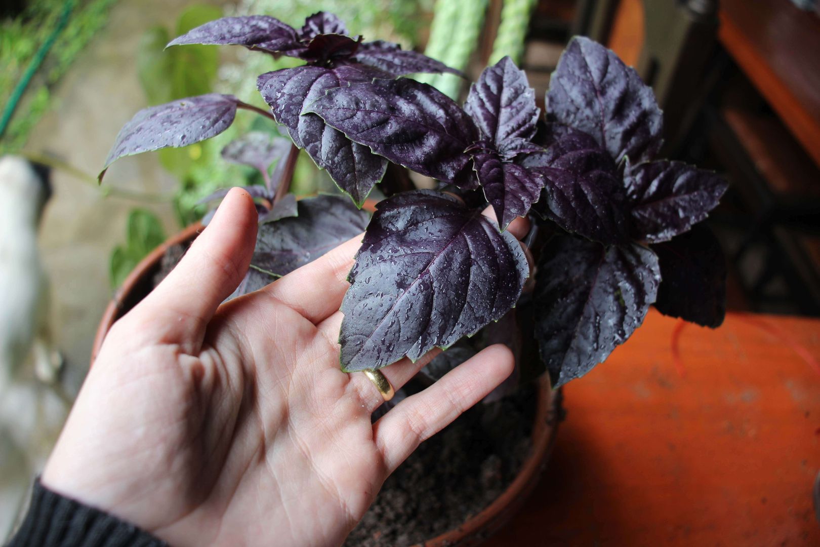 Your 8 Step Guide on Caring for Ocimum Basilicum Purpurea Purple