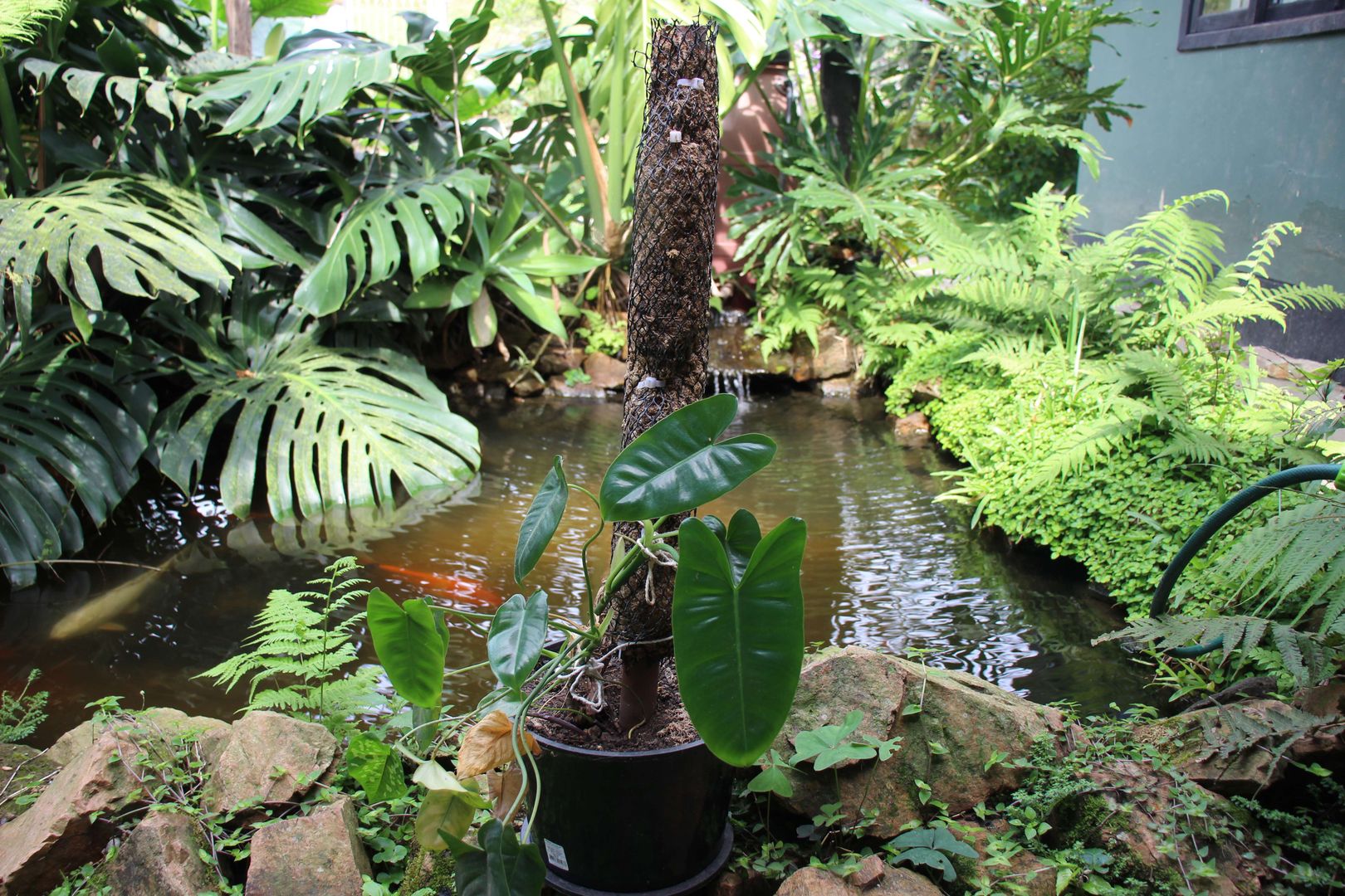 Anleitung fr Anfnger zu Wachstum, Pflege und Vermehrung von Philodendron  Oxapapense (9 einfache Tipps) | homify