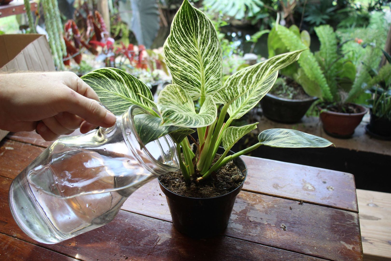Philodendron Birkin: Pflege, Arten & Tipps | homify