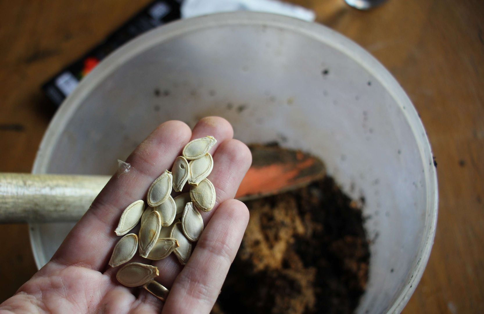 Adım 3: Tohumları ekleyin